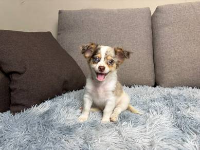 Long coat chihuahua puppy