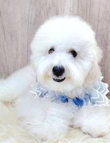 Maltipoo