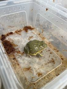 pixie frog african bull