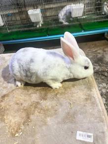 minirex