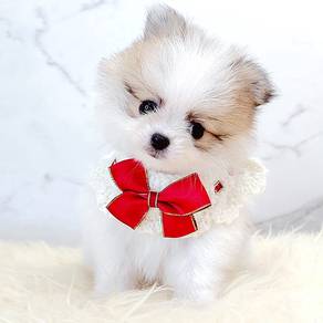 Pomeranian