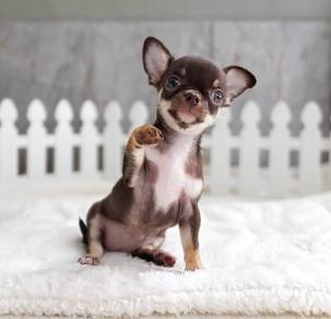 CHIHUAHUA PUPPIES 320 🌷Head Apple Cute Dog