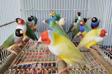 Burung gouldian finch #pipitpelangi