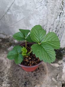 Lowland strawberry(100% mesra vegan) 