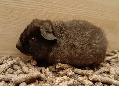 Teddy Guinea Pig