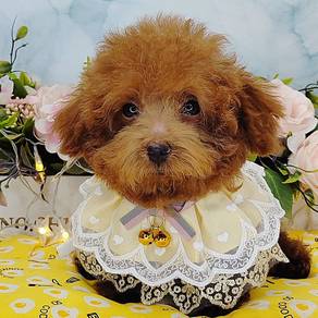 Poodle