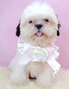 Shih Tzu