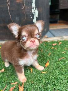 Apple head Chihuahua 