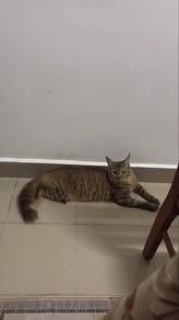 mainecoon kacuk persian