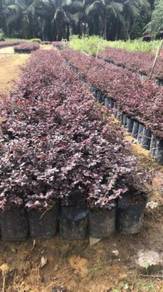 Bunga Loropetalum