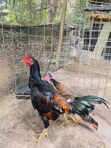 ayam pama spasang