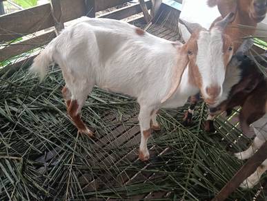 9 kambing nak Jual 