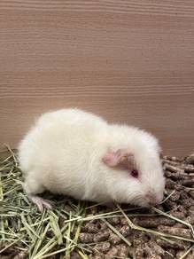 Guinea Pig for Sale
