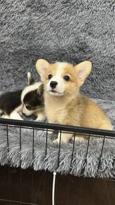 Pure Breed Corgi Puppies (1M1F) 