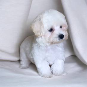 Bichon frise puppy