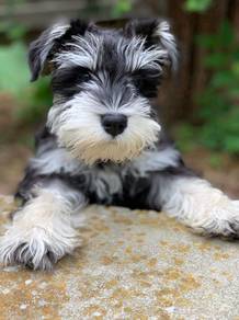 TTO30022 Pretty Mini Schnauzer quality puppies