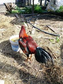 ayam kampung 