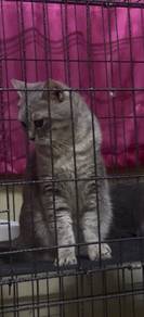 BSH MALE induk