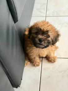 Puppy sihat manja dan tdk suka dkurung dlm kandang