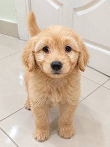 maltese dacshund 