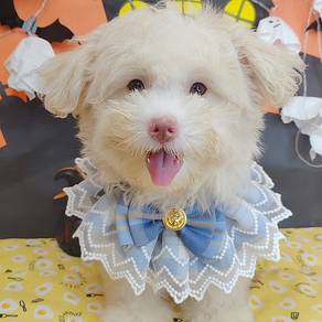 Maltipoo