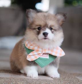CORGI PUPPIES VIP08 Available Male Long Coat