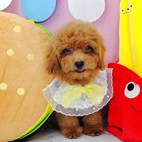 Poodle