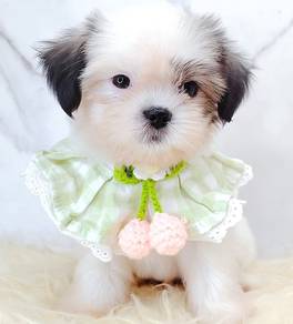 Shih Tzu