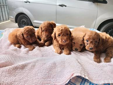 Toy poodle puppies