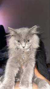 Bsh Mix Siamese 🐈