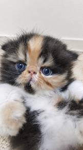 Persian flat face high nose 