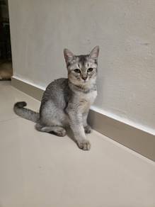 Scottish straight kitten