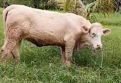 Lembu Charolais pureblood untuk di jual