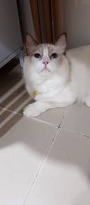 Seal bicolour ragdoll