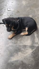 kampung dog puppy 