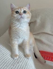 BSH Golden ny12