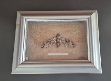 Double Bristled Hawk Moth (Meganoton Analis) 