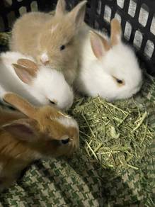 lionhead