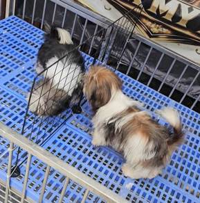 Shih tzu