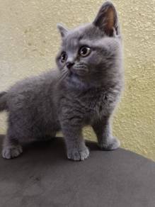 BSH Kitten