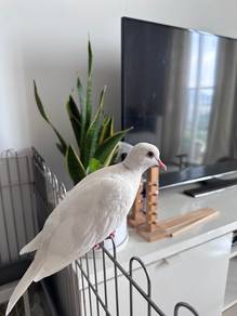 Terkukur Jawa (Albino)