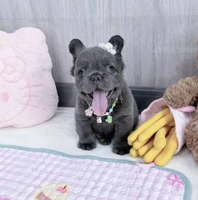 FRENCH BULLDOG PUPPIES 🌻VIP163 Long Fur / Girl