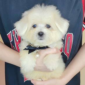 Maltese