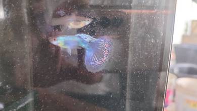 guppy 