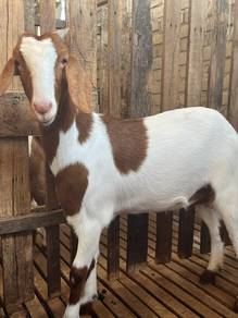 kambing untuk dijual