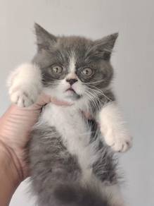 Pure BSH British Shorthair Kitten Cat