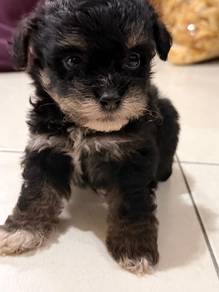 shih tzu mix poodle shihpoo shih poo