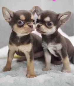 CHIHUAHUA PUPPIES VIP254🌷Head Apple Cute Dog