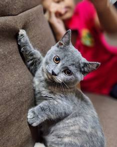Muchkin cat Ipoh 