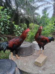 ayam kampung asli